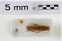 Foto (Dorsalansicht) von Gurjevelater vartianorum (Platia & Gudenzi, 2000) (NHMW-ZOO-COL-0008514)